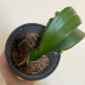 Орхидея Phalaenopsis (отцвёл, РЕАНИМАШКА*)