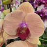 Орхидея Phalaenopsis Caribbean Dream (отцвёл, РЕАНИМАШКА*)  