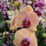 Орхидея Phalaenopsis Caribbean Dream (отцвёл, РЕАНИМАШКА*)  