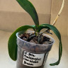 Орхидея Phalaenopsis Caribbean Dream (отцвёл, РЕАНИМАШКА*)  