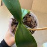 Орхидея Phalaenopsis Caribbean Dream (отцвёл, РЕАНИМАШКА*)  
