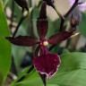 Орхидея Colmanara Massai Red Splash 