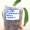 Орхидея Phalaenopsis Yellow Leopard (отцвел, РЕАНИМАШКА)