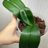 Орхидея Phalaenopsis Yellow Leopard (отцвел, РЕАНИМАШКА)