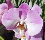 Орхидея Phalaenopsis Empada so satisfied 