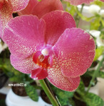 Орхидея Phalaenopsis Raoul (отцвел)