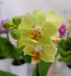 Орхидея Phalaenopsis Sunshine, mini 