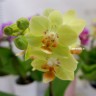 Орхидея Phalaenopsis Sunshine, multiflora (отцвел)