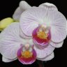 Орхидея Phalaenopsis mini (отцвел)