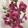 Орхидея Phalaenopsis Pirate Picotee peloric 