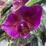 Орхидея Phalaenopsis Pirate Picotee peloric 