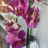 Орхидея Phalaenopsis Pirate Picotee peloric 