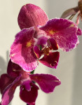 Орхидея Phalaenopsis Pirate Picotee peloric 