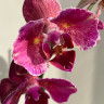Орхидея Phalaenopsis Pirate Picotee peloric 