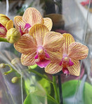 Орхидея Phalaenopsis  multiflora 