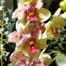 Орхидея Phalaenopsis Maya
