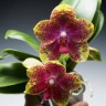 Орхидея Phalaenopsis Jungo Candy (отцвёл)  