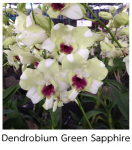 Орхидея Dendrobium Green Sapphire (отцвел)  