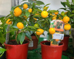 Цитрус Кумкват с плодами