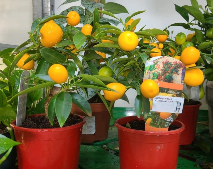 Цитрус Кумкват с плодами