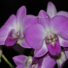Орхидея Dendrobium (отцвел, деленка) 