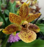 Орхидея Propetalum Golden Bay (отцвел)