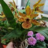 Орхидея Propetalum Golden Bay (отцвел)