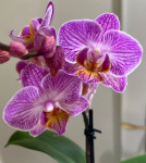 Орхидея Phalaenopsis, multiflora (отцвёл)