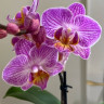 Орхидея Phalaenopsis, multiflora (отцвёл)