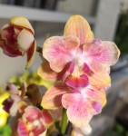 Орхидея Phalaenopsis mini