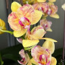 Орхидея Phalaenopsis peloric, multiflora (отцвел)