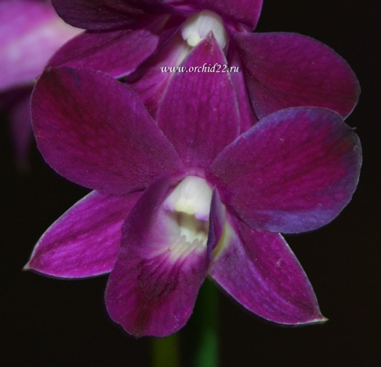 Орхидея Dendrobium Purple Happiness (отцвел)