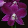 Орхидея Dendrobium Purple Happiness (отцвел)