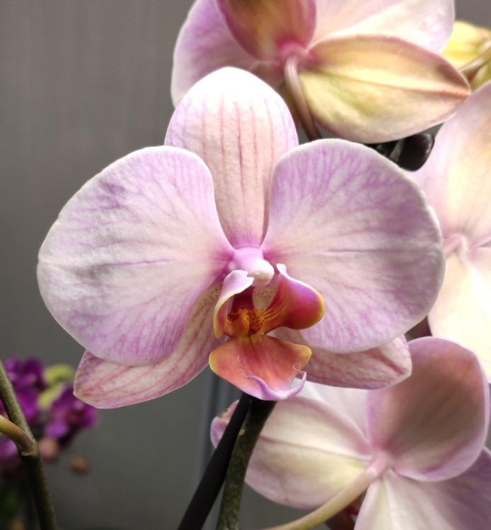 Орхидея Phalaenopsis midi (отцвел)  
