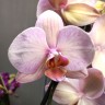 Орхидея Phalaenopsis midi (отцвел)  