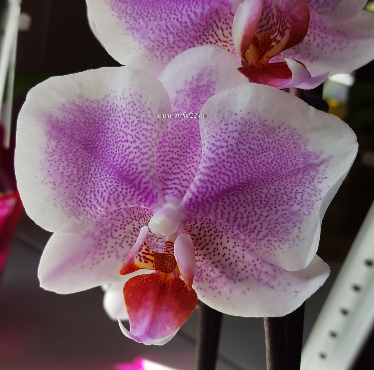 Орхидея Phalaenopsis Amsterdam (отцвел)