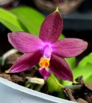 Орхидея Phal. violacea indigo red (отцвела) 