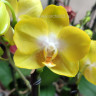 Орхидея Phalaenopsis Arezzo, midi (отцвел)