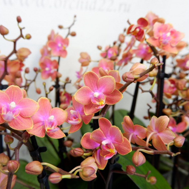 Орхидея Phalaenopsis Perfume Dusty Belle, multiflora (отцвел)