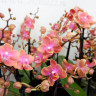 Орхидея Phalaenopsis Perfume Dusty Belle, multiflora (отцвел)