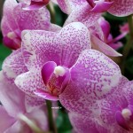 Орхидея Phalaenopsis Rotterdam, multiflora 