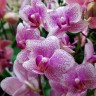Орхидея Phalaenopsis Rotterdam, multiflora (отцвел)
