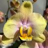 Орхидея Phalaenopsis Peaches (отцвёл)
