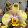 Орхидея Phalaenopsis Peaches (отцвёл)