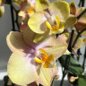 Орхидея Phalaenopsis Peaches (отцвёл)