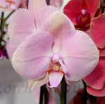 Орхидея Phalaenopsis Rome (отцвел, РЕАНИМАШКА)