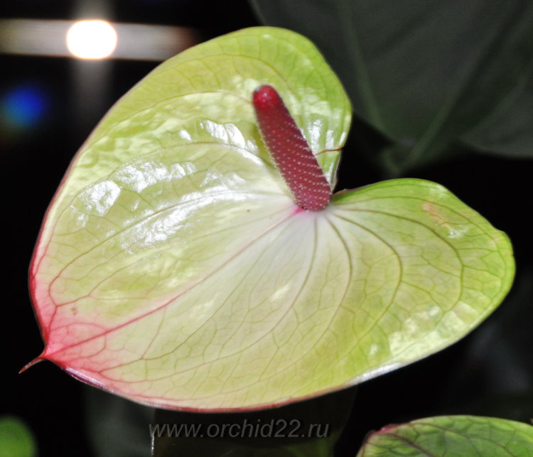 pothos hanging plants Golden Pothos Hanging Basket | Easy, Beginner-Friendly Houseplants main image 0