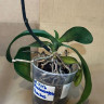 Орхидея Phalaenopsis Peaches (отцвёл, РЕАНИМАШКА*)  