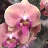 Орхидея Phalaenopsis Big Lip (отцвёл, РЕАНИМАШКА*)   