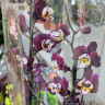 Орхидея Phalaenopsis 